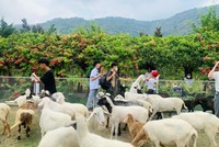 Khu tham quan An Hảo Solar thu hút đông đảo học sinh, sinh viên đến thăm quan.