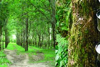  Bản tin MXV tuần 15-19/4: Cao su có tuần giảm điểm đầu tiên sau ba tuần tăng giá liên tục