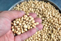 Thị trường hàng hóa tuần từ 14 -18/10: Trái chiều giá nông sản và kim loại