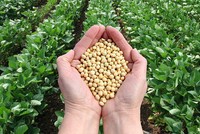 Thị trường hàng hóa tuần từ 18/11 – 22/11: Áp lực nguồn cung đè nông sản, chuyển biến xấu đàm phán Mỹ - Trung khiến giá kim loại tăng