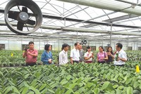 Hoa Lan trồng trong nhà kính công nghệ cao tại xã Phù Vân, TP. Phủ Lý, tỉnh Hà Nam.