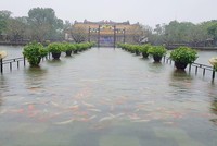 Hàng trăm con cá cảnh ở Hoàng Cung Huế... lên cầu bơi lội!