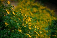 Hoa dã quỳ trải thảm vàng ở Ba Vì