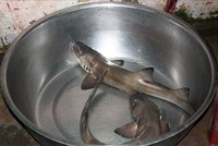 Cá nghéo là đặc sản đặc trưng của tỉnh Quảng Bình.