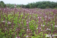 Cánh đồng bạt ngàn hoa oải hương từ húng quế độc đáo ở Hà Nội