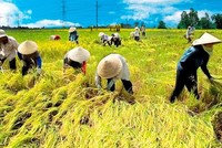 Ông Nguyễn Đình Cung, Viện trưởng CIEM cho biết, nếu 19% diện tích canh tác lúa được chuyển sang các cây trồng khác, nền kinh tế Việt Nam có thể thu được lợi ích là 6 tỷ USD trong 20 năm.