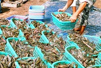 Xóa tình trạng quy hoạch lập liên tục, thay liên tục khiến doanh nghiệp trở tay không kịp