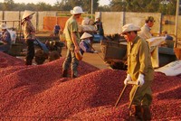 Sản lượng cà phê xuất khẩu 11 tháng năm 2017 đạt 1,267 triệu tấn, trị giá 2,897 tỷ USD, giá xuất khẩu bình quân 2.286 USD/tấn, tăng 24,2% so với cùng kỳ.