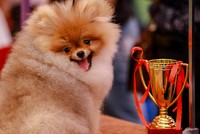 Chó cảnh nghìn USD khoe sắc, thi tài ở TP HCM