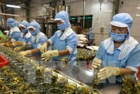 Chế biến nông sản xuất khẩu. (Ảnh: Vũ Sinh/TTXVN)