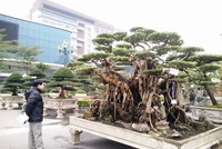 Triển lãm cây cảnh nghệ thuật tại Ninh Bình thu hút gần 2.000 tác phẩm cây nổi tiếng khắp các tỉnh miền Bắc quy tụ về, khỏe sắc.