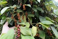 Xuất khầu hồ tiêu của Việt Nam được dự báo sẽ khó khăn khi Ấn Độ áp giá sàn đối với tiêu nhập khẩu (Ảnh minh họa)