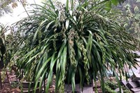 Chậu địa lan 120 triệu đồng của nhà ông Phương đã được đại gia đặt mua cho Tết Mậu Tuất