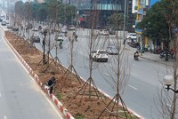 Cây phong được trồng ở dải phân cách giữa phố Nguyễn Chí Thanh, Trần Duy Hưng. Ảnh: Ngọc Thành.