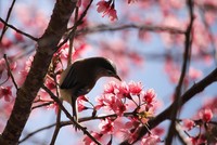 Mai anh đào nở rộ ở Kon Tum