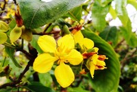 Lão nông thu lãi hàng trăm triệu đồng mỗi năm nhờ trồng Hoàng mai