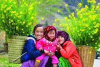 Lên Tây Bắc ngắm hoa xuân nở khắp núi rừng