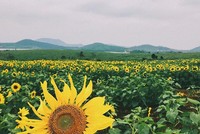 Du khách đổ xô đến đồng hoa hướng dương lớn nhất Việt Nam