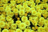 Hoa Tết miền Tây nở sớm vì mưa trái mùa