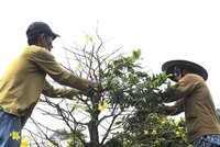 Ngắt lá mai kiếm tiền triệu tiêu Tết ở TP HCM