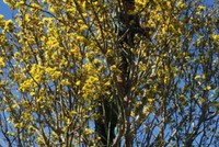 Mai phu thê tiền tỷ chờ khách dịp Tết