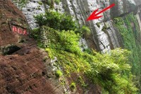 Giống trà đắt hơn vàng ở tỉnh Phúc Kiến, Trung Quốc