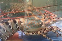 Tôm hùm bông là loại được nhiều khách đặt mua đầu năm. Ảnh minh họa.