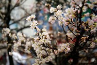 Đà Nẵng dùng xe cổ quảng bá du lịch, Điện Biên tổ chức hội hoa ban