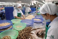 CPTPP tạo cơ hội mới để doanh nghiệp Việt Nam tăng nhanh kim ngạch xuất khẩu nông sản, thực phẩm sang các nước thành viên. Ảnh: Lê Toàn