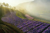 3 điểm đến mới nổi được nhiều bạn trẻ check-in ở Đà Lạt