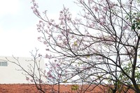 Hàng trăm cây hoa kèn hồng nở rộ giữa trung tâm Sài Gòn