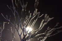 Băng giá bám trên cành cây. Ảnh: Nguyễn Viết Mai.