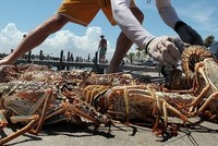 Tôm hùm từng chất đồng bên bờ biển, không ai thèm lấy. Ảnh: Daily Caller.