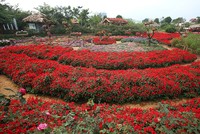 Thung lũng hoa tỏa sắc giữa Thủ đô