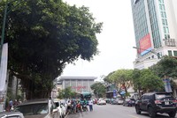 Hàng cây trên đường Trần Hưng Đạo cạnh ga Hà Nội sẽ được đánh chuyển, chặt hạ để làm nhà ga cuối cùng tuyến Metro Nhổn - Ga Hà Nội. Ảnh: Phương Sơn