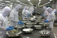 "Cà phê con ó" và nguy cơ đánh sập một ngành hàng