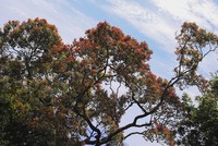 Bán đảo Sơn Trà mùa 'thay áo'