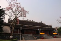 Hoa ngô đồng nở rộ trong Hoàng cung Huế