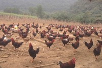 Anh Hòa trúng đậm vì phi vụ nuôi gà ri mận bán dịp Tết năm ngoái.