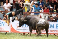 Trâu chọi húc chết chủ tại vòng loại chọi trâu Đồ Sơn 2017. Ảnh: Phong Pink