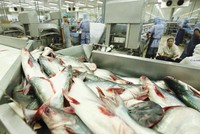 Mặt hàng cá tra của Việt Nam bị áp thuế như cơm bữa tại Mỹ. Trong ảnh: Dây chuyền chế biến hàng xuất khẩu tại Nhà máy Casimex Cần Thơ. Ảnh: Đức Thanh.