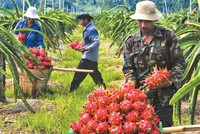 Trái cây Việt vẫn kém cạnh tranh so với các đối thủ khác có vị trí địa lý gần hơn và các đối thủ trong khu vực Đông Nam Á về giá, chất lượng, thời gian giao hàng.