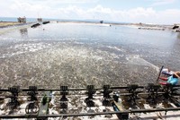 Việt Nam từng chiến thắng trong vụ kiện tôm dai dẳng từ năm 2010 đến 2016 đối với Mỹ. Trong ảnh: Khu nuôi tôm của Công ty TNHH Thủy sản Đắc Lộc (Phú Yên). Ảnh: Đ.T