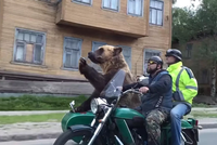 Gấu Nga xuống đường thổi kèn mừng chiến thắng của đội nhà