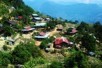 Vườn sâm tốt nhất thế giới trên núi Ngọc Linh