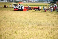 Tập trung ruộng đất bằng cách cởi mở chuyển quyền sử dụng đất chỉ nên áp dụng ở mức độ nhất định