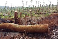 Tình trạng phá rừng, lấn chiếm và mua bán đất rừng tại xã Quảng Sơn, huyện Đắk Glong diễn ra công khai, gây bức xúc trong dư luận. (Ảnh: Ngọc Minh/TTXVN).