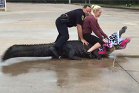 Krobboth cùng cộng sự bắt một con cá sấu lớn ở bãi đỗ xe trung tâm mua sắm. (Nguồn: CNBC).