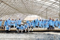 Khu phức hợp Sản xuất tôm chất lượng cao tại Bạc Liêu.