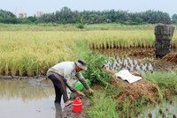 Trong quy hoạch sử dụng đất của TP.HCM, vẫn dành một diện tích nhất định cho đất lúa. Ảnh: Gia Huy.